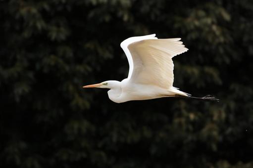 Photo, daisuke, bird, wild bird, 