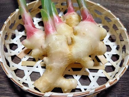 葉生姜 葉生姜 生姜,ショウガ,野菜の写真素材