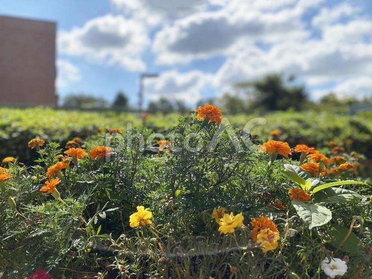 マリーゴールドの咲く風景 マリーゴールド,公園,花壇の写真素材