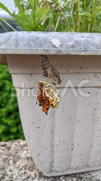 ツマグロヒョウモン羽化 ツマグロヒョウモン,羽化,オレンジ色のちょうの写真素材