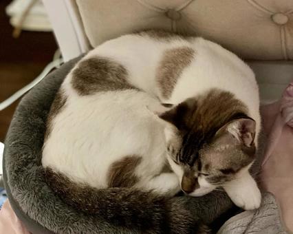 猫ベッドで丸くなるシャム系猫様 猫,シャムトラ,猫ベッドの写真素材