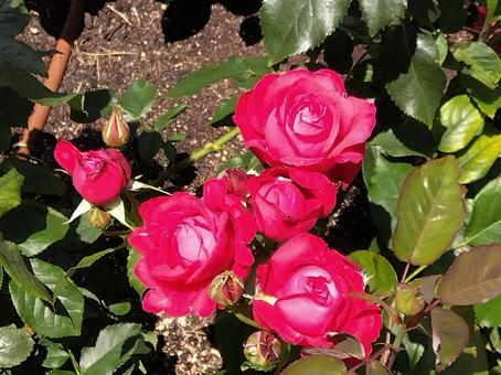 花・アレックス レッド 中之島公園,中之島バラ園,バラ園の写真素材