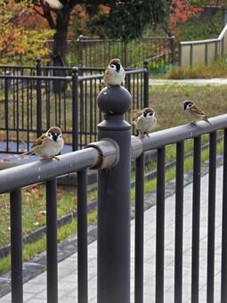 スズメ４羽 スズメ,野鳥,鳥の写真素材