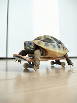 カメ カメの写真