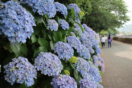 紫陽花 紫陽花の写真