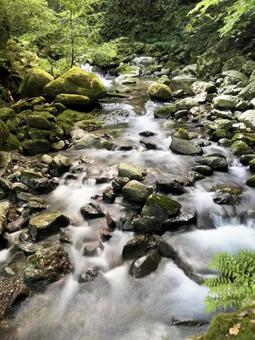 新緑の森を流れる清流 新緑の森を流れる清流 新緑,清流,山の写真素材