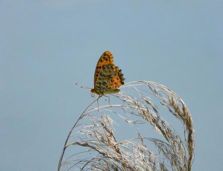 雑草の穂先に留まるツマグロヒョウモン ツマグロヒョウモン,昆虫,生物の写真素材