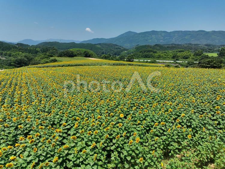 ひまわり畑 ひまわり畑,ひまわり,向日葵の写真素材