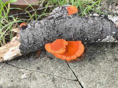 Hiirotake mushroom, JPG Hiirotake mushroom, JPG