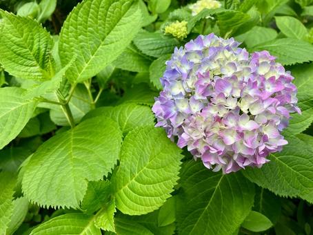 アジサイ アジサイ 紫陽花,アジサイ,6月の写真素材