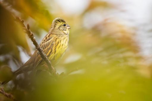 アオジ⑼ アオジ⑼の写真