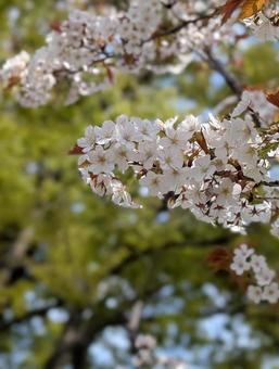 Photo, cherry blossoms, yoshino yoshino, tajima danchi, 