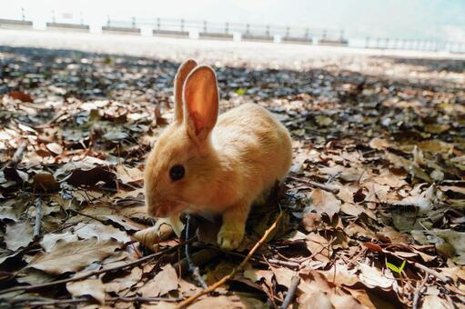大久野島　野ウサギ704 うさぎ,ウサギ,動物の写真素材