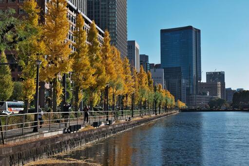 馬場先濠のイチョウの紅葉 馬場先濠,外堀,イチョウ並木の写真素材