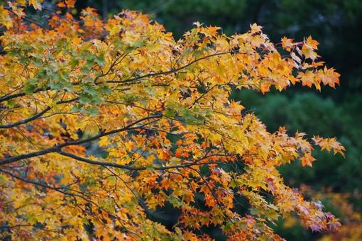 Branches of autumn leaves, JPG Branches of autumn leaves, JPG