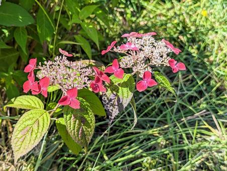 並んで咲いた額紫陽花 並んで咲いた額紫陽花の写真