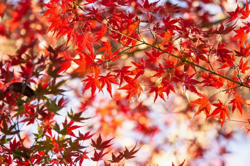 紅葉 紅葉 紅葉,もみじ,秋素材の写真素材