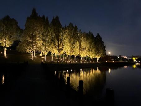 散歩コースで見る満月 夜,木々,公園の写真素材