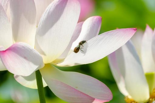 蓮の花びらで戯れる昆虫たち 蓮の花びらで戯れる昆虫たちの写真