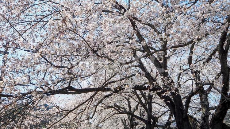 春の白石川堤一目千本桜（宮城県大河原町） 春,桜,白石川堤の写真素材