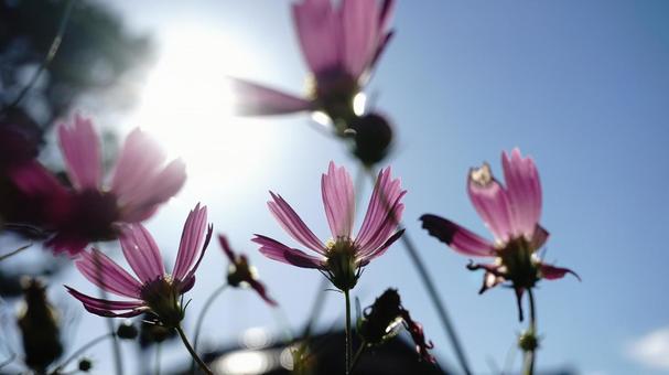 コスモス畑 コスモス畑 コスモス,畑,花の写真素材