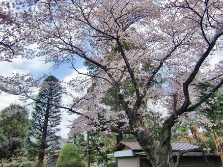 清水公園の桜-125 清水公園の桜-125 清水公園,千葉県野田市,桜の木の写真素材