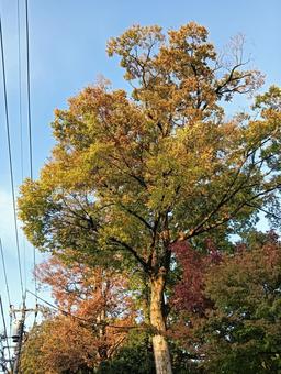 紅葉 紅葉,自然,風景の写真素材