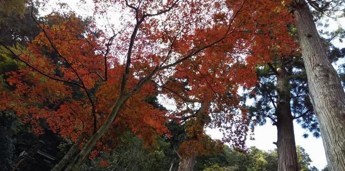 鮮やかな紅葉 鮮やかな紅葉の写真