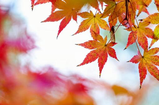 黄色から赤に変わるモミジの葉 紅葉,モミジ,カエデの写真素材