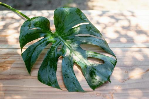 Photo, monstera, leaf, foliage plant, 