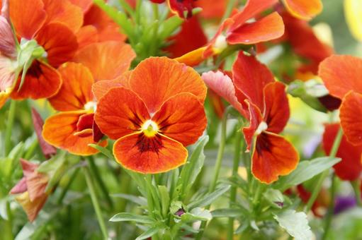 パンジー　マクロ 花,可憐,色鮮やかの写真素材