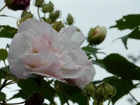 【花の写真】スイフヨウの花の写真