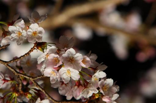 cherry blossoms, JPG cherry blossoms, JPG