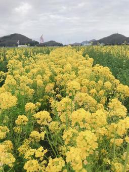 菜の花 菜の花の写真