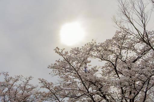 Backlit cherry blossoms in full bloom, JPG Backlit cherry blossoms in full bloom, JPG