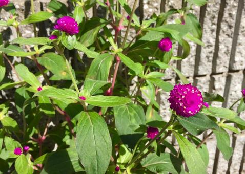 ピンクの花 ピンクの花の写真