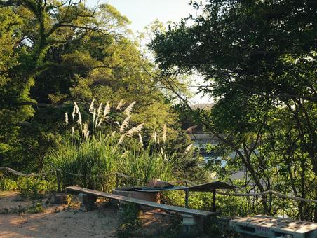 パンパスグラス パンパスグラス,緑,田舎の写真素材