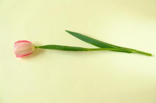 チューリップ チューリップの写真