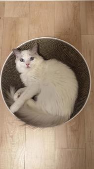 バリバリボウルでくつろぐ猫 猫,ペット,かわいいの写真素材