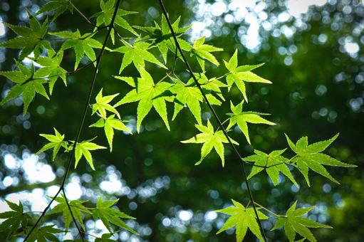 木陰のモミジ 紅葉,風情,夏のイメージの写真素材