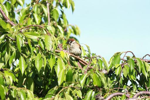 Photo, background, natural, bird, 
