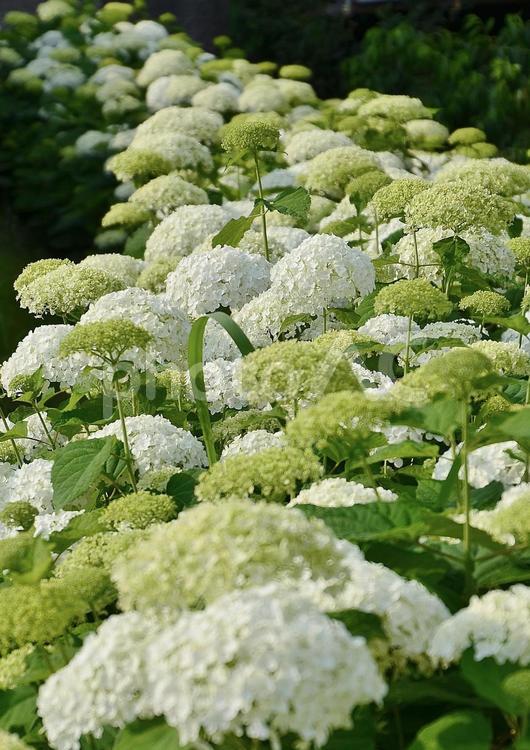 お台場のアジサイ アジサイ,紫陽花,アナベルの写真素材