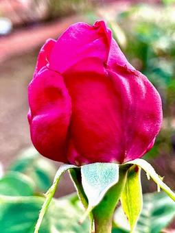 薔薇 薔薇,蕾,バラの写真素材