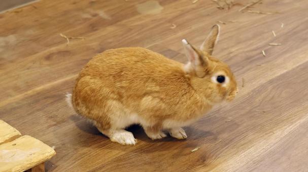 ミニうさぎ ミニうさぎ うさぎ,小動物,かわいいの写真素材