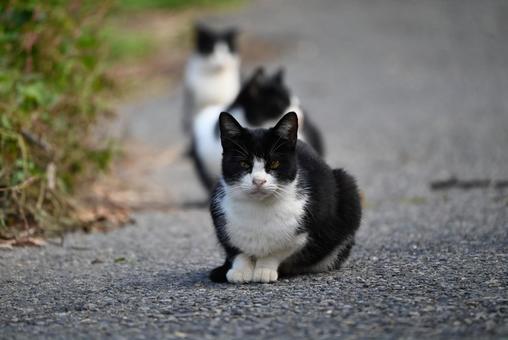 浄瑠璃寺のニャンズ　秋編 猫,動物,屋外の写真素材