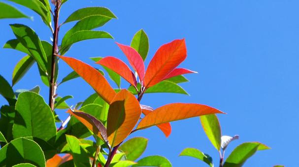 Red leaves that shine in the autumn sky Red leaves that shine in the autumn sky