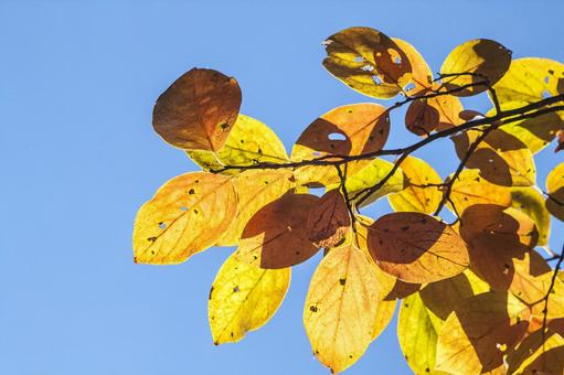 紅葉23 紅葉23 紅葉,広葉樹,青空の写真素材