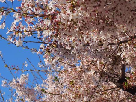 桜 桜の写真