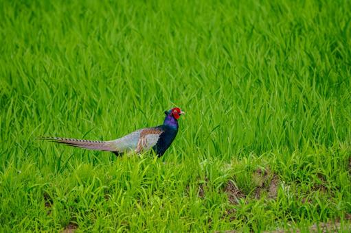 Pheasant (8), JPG Pheasant (8), JPG