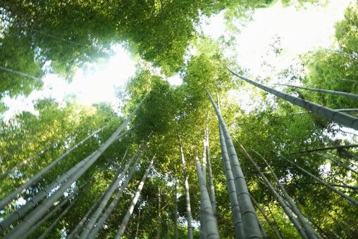 竹林からの眺め② 竹林からの眺め②の写真